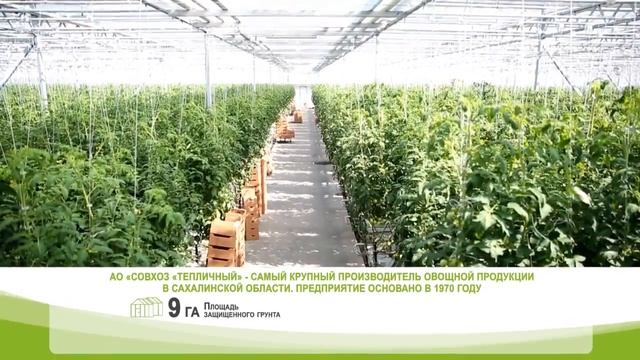 АО Совхоз Тепличный ТОСЭР Сахалинской области смотреть онлайн