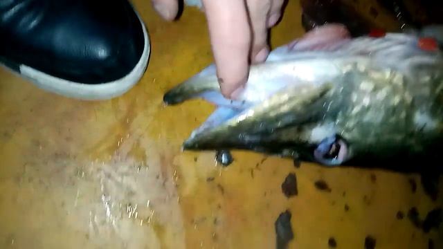 Зимняя рыбалка, щука на 5 килограмм, поймали в реке "Усманка" смотреть онлайн