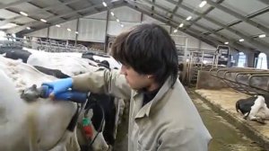 Стрижка коров на ферме в Дании (Haircut cows on a farm in Denmark)