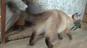кот ловит птицу
