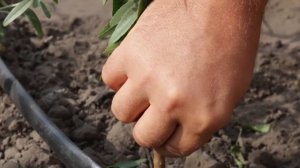 Поздне летняя Окулировка персика