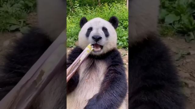 PANDA ПАНДА КУШАЕТ ?? ВСЕМ ПРИЯТНОГО АППЕТИТА ? #смех #животные #инвестиции