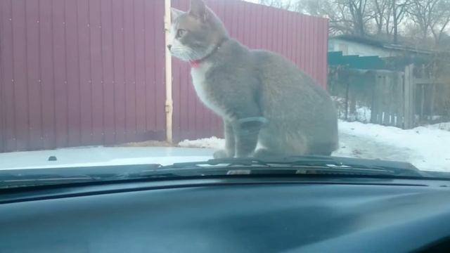 Кот дождался хозяев! смотреть онлайн