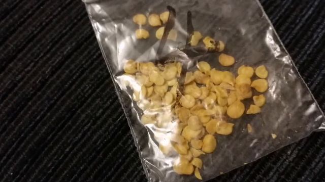 Алиэкспресс! Семена перца куплены в алиэкспрессе взошли. Обзор с Татьяной Пивкиной. (ч.19)