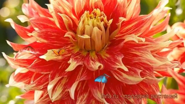 Георгина декоративная Бодейшс ? обзор: как сажать, рассада георгины Бодейшс смотреть онлайн