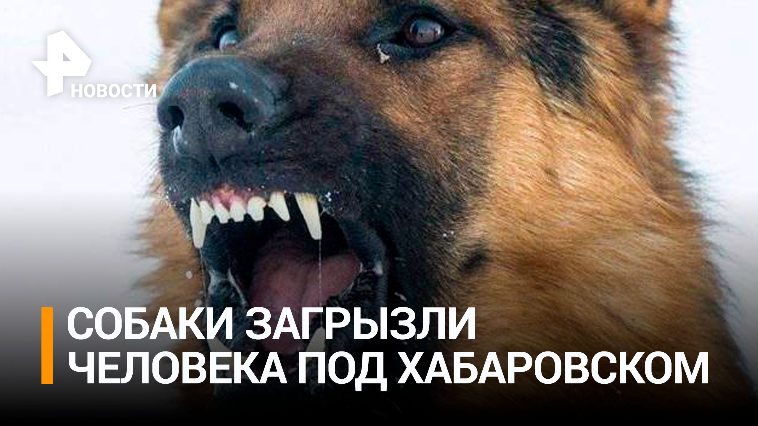 Человека загрызли бродячие псы под Хабаровском / РЕН Новости