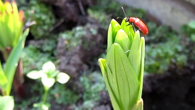 Лилиевый жук, луковая трещалка (Lilioceris lilii) - вредители сада смотреть онлайн