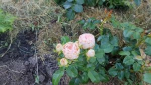 #Розы в утреннем саду. #Сорт Вайт #Вувузела, #Мэнсфилд Парк. Сикреты выращивания.