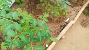 Остановились томаты в росте? Подкормите этим....