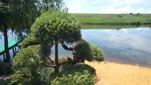 Ниваки у озера!