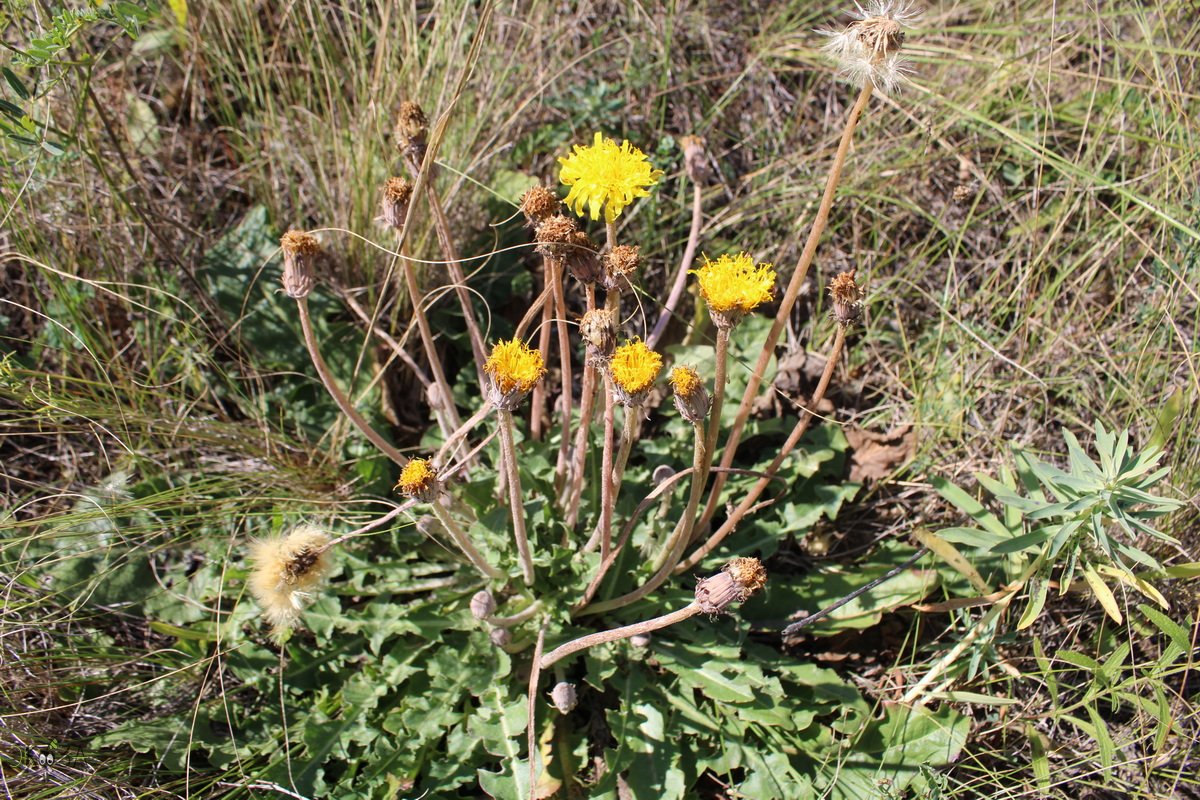 Одуванчик поздний. Листья у него жесткие - засухоустойчивый