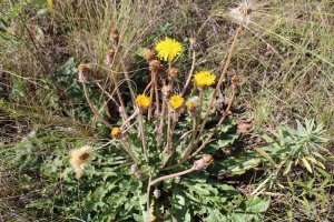 Одуванчик поздний. Листья у него жесткие - засухоустойчивый