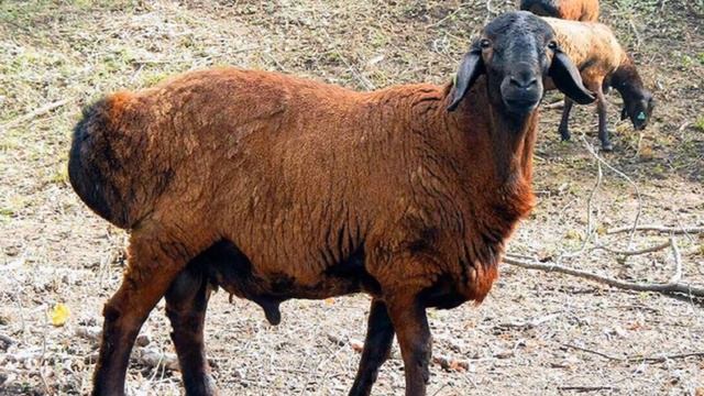 Овцеводство | Все что нужно знать о разведении овец для бизнеса