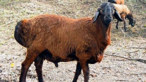 Овцеводство | Все что нужно знать о разведении овец для бизнеса