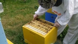 6 часть посадка роя обратно в семью.