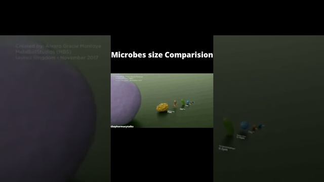 Microbes size comparison