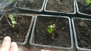 Гортензии из питомника Росток: пересадила. Выживут или нет?