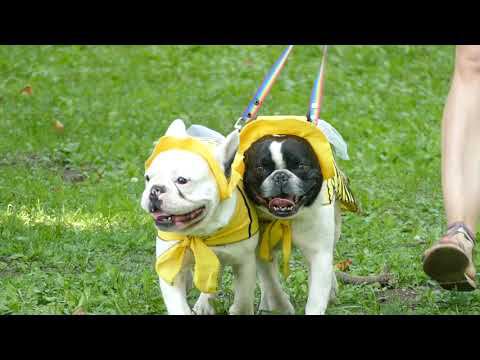 Парад Собак в Твери 2022 смотреть онлайн