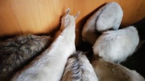 Полынь для коз