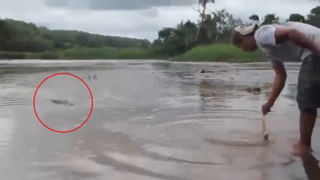 6 Crocodile Encounters You Should Avoid Watching (Part 7) смотреть онлайн