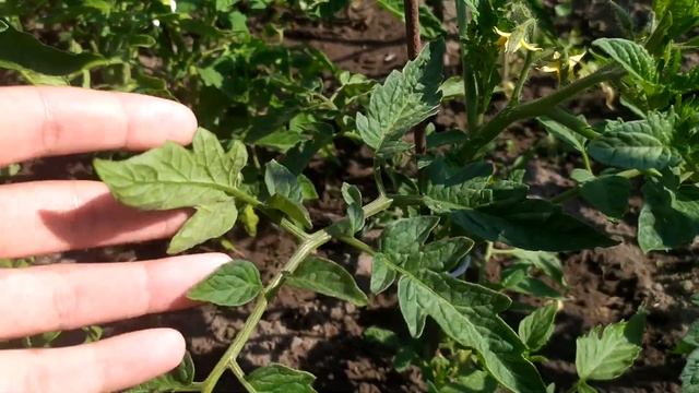 Это Помогает огурцам и помидорам лучше плодоносить. Полейте огурцы и помидоры лимонной кислотой смотреть онлайн