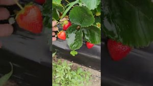 Клубника сорт Кабрилло, на второй год