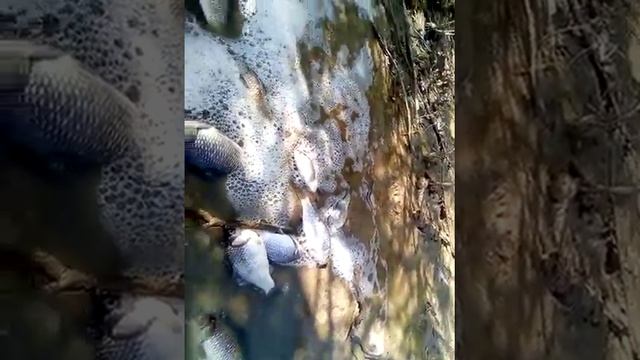 Сальский р н Екатериновка Мор рыбы р Ср Егорлык смотреть онлайн