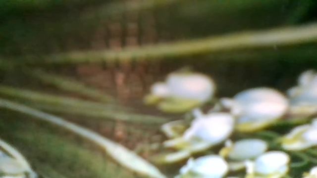 ПЕСНЯ СОЛДАТА(Громче бей, барабан,помогай солдату,если лопнешь, )х/ф" Марья-искусница" )наброски) смотреть онлайн