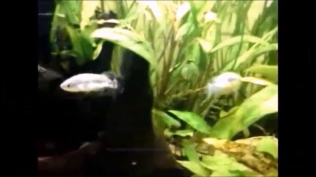 Редкие живородки: амека, ксенотока, харакадон, скиффия, альфаро смотреть онлайн