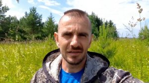 Сбор лесной земляники