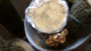 Опенок зимний Фламмулина Выращивание Эксперимент Часть 2