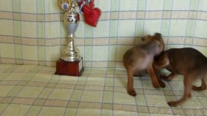 Щенки цвергпинчера (карликового пинчера) : рыжие мальчишки, малыши-крепыши
