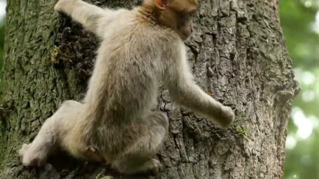 Цари Шадирам и Мудрый Визирь смотреть онлайн