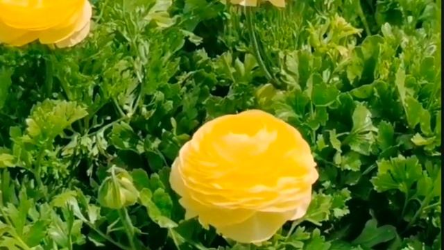 Цветы-остатки рая на земле. Есть глаза у цветов. смотреть онлайн