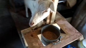 СТАНОК для дойки домашних КОЗ