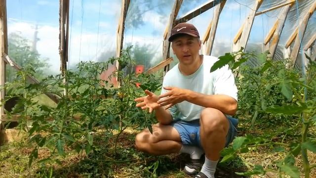 Формировка и пасынкование высокорослых томатов