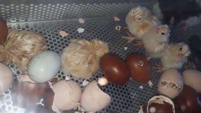 Вылупились ЦЫПЛЯТА из ЗОЛОТЫХ ЯИЦ и ОДИН ГУСЬ! Содержание цыплят в брудере в первые дни