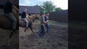 Заездка Арабской Лошади В Чечне