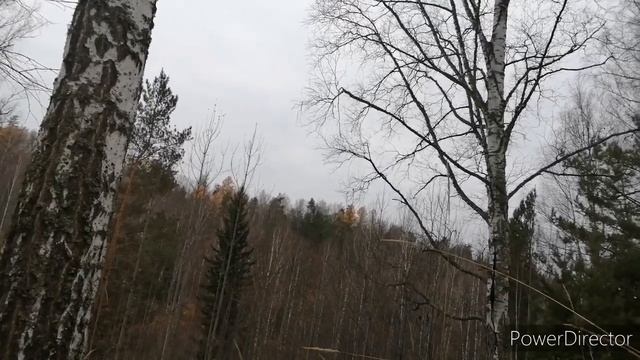 охота по Перу добыт глухарь.