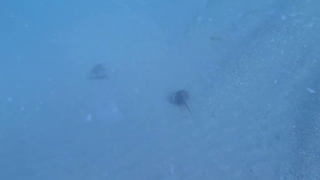 Морские лисы под Алуштой смотреть онлайн