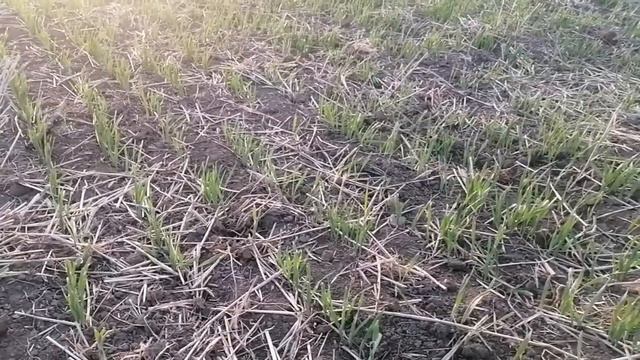 Обработка семян. Да или нет? смотреть онлайн