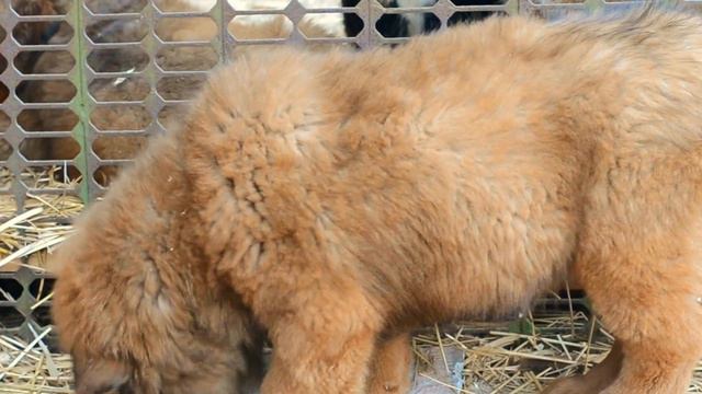 Mufasa - щенок тибетского мастифа мальчик (grandbis) смотреть онлайн