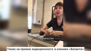 Волонтеры Собака Юзао отвезли Тома в ветклинику Беланте. ?Нужна помощь в дообследовании?