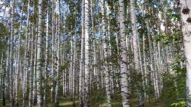 Русские берёзы смотреть онлайн