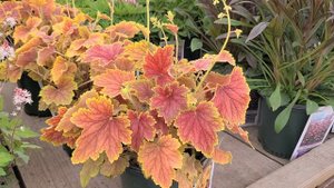 Heuchera 'Delta Dawn' (Coral Bells) // Amazing, Multi-Season (weather resistant) Foliage COLOR