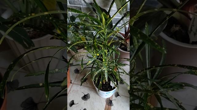 #растения дома#кротоны#Пиктум спот# Экселент# Аукуболистный#а какие есть у вас? смотреть онлайн