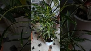 #растения дома#кротоны#Пиктум спот# Экселент# Аукуболистный#а какие есть у вас?