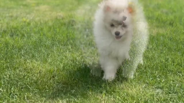 Весенние игры шпицы и самоед смотреть онлайн