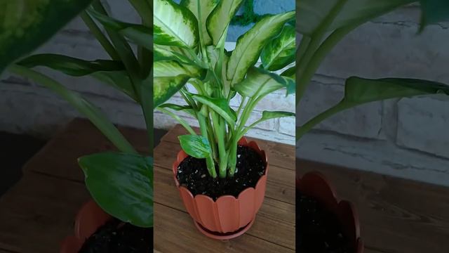 диффенбахия смотреть онлайн