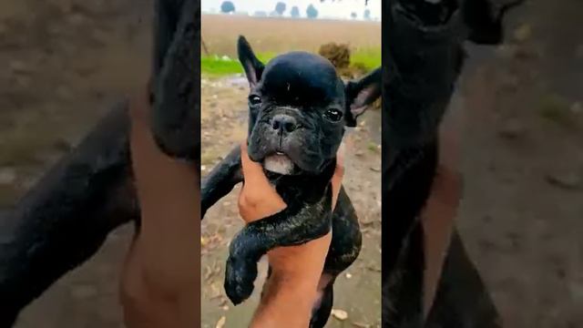 French bulldog exotic breed available for cheap prize